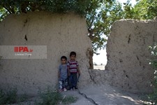   برداشت بامیه در مزارع حاشیه تهران 