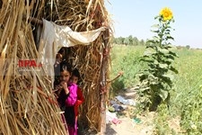   برداشت بامیه در مزارع حاشیه تهران 