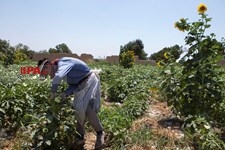   برداشت بامیه در مزارع حاشیه تهران 