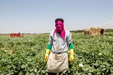   برداشت بامیه در مزارع حاشیه تهران 