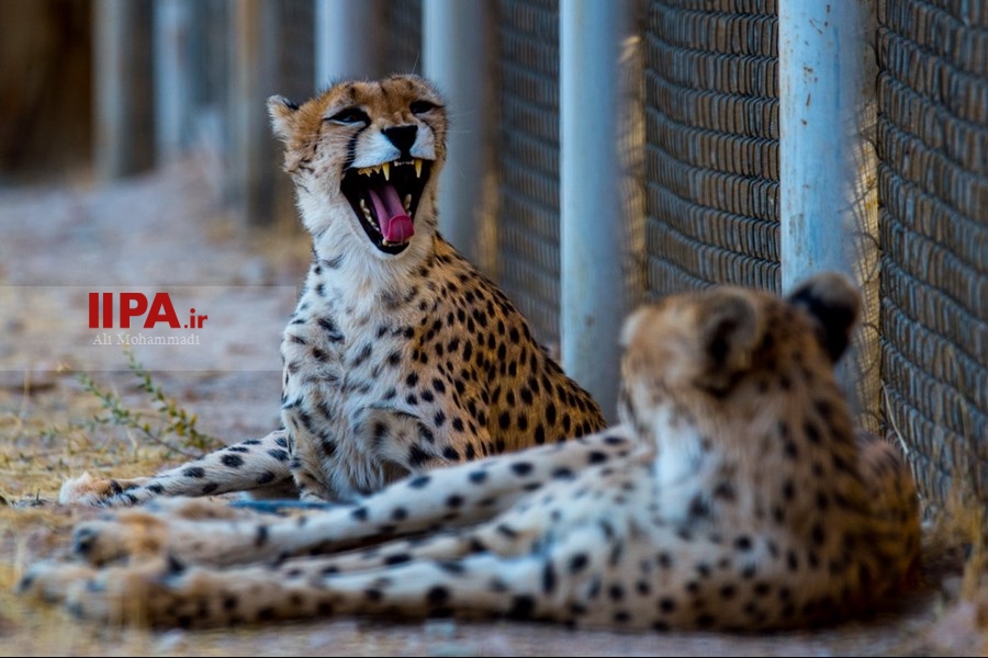   یوزپلنگ ایرانی 