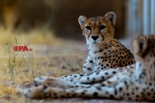   یوزپلنگ ایرانی 