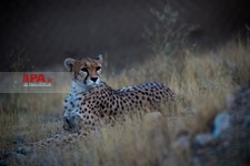   یوزپلنگ ایرانی 