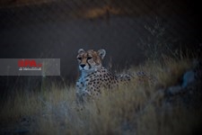   یوزپلنگ ایرانی 