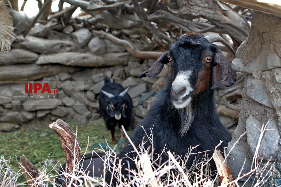   روستای بیشه در خراسان جنوبی