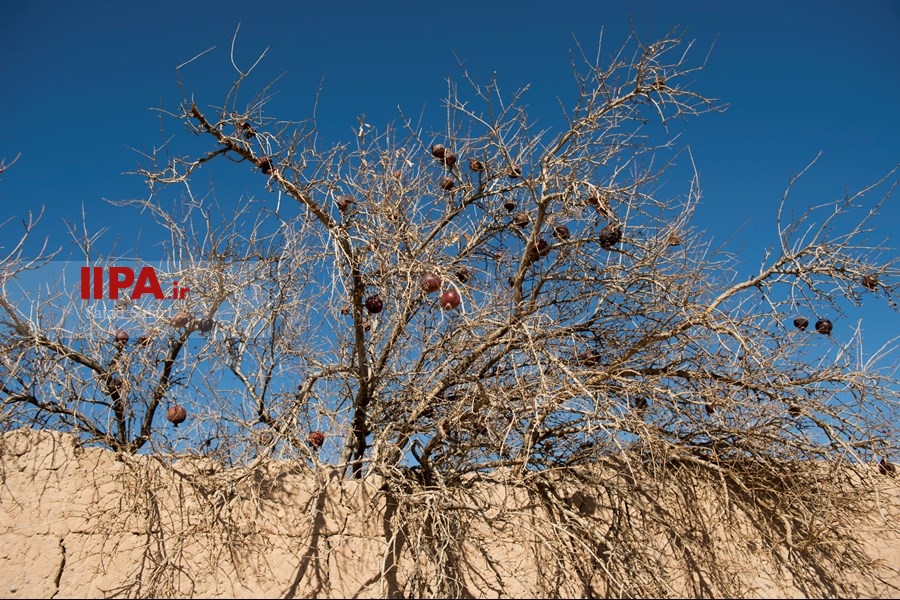   بافت تاریخی روستای سریزد