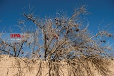   بافت تاریخی روستای سریزد