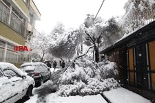   تهران برفی 