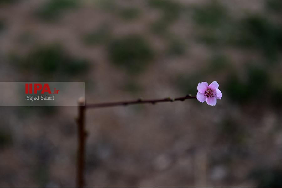 شکوفه های بهاری شهرکرد  