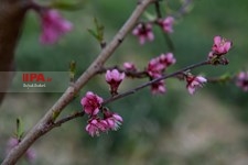 شکوفه های بهاری شهرکرد  