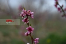 شکوفه های بهاری شهرکرد  