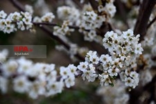 شکوفه های بهاری شهرکرد  