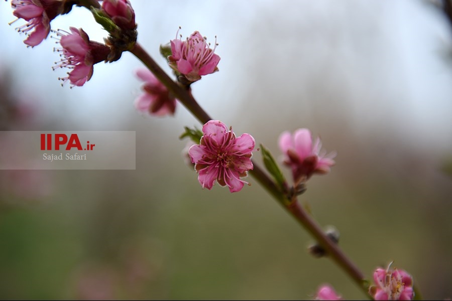 شکوفه های بهاری شهرکرد  