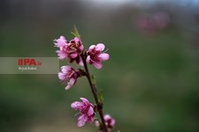 شکوفه های بهاری شهرکرد  