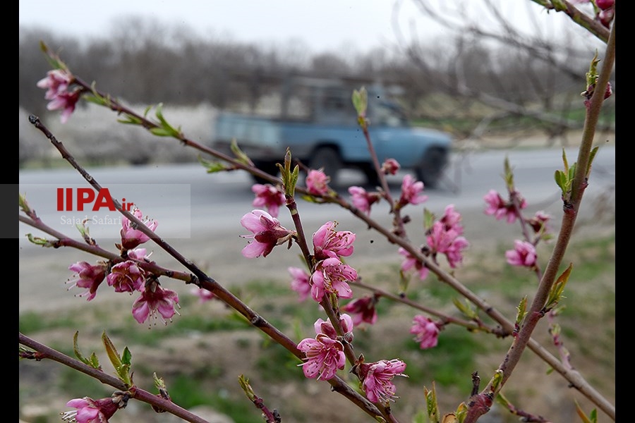 شکوفه های بهاری شهرکرد  