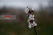 شکوفه های بهاری شهرکرد  