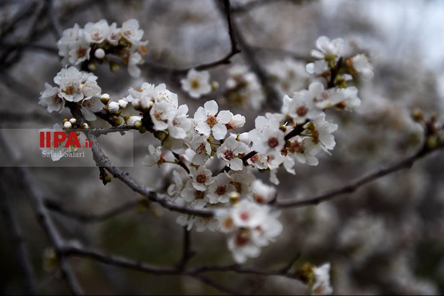 شکوفه های بهاری شهرکرد  