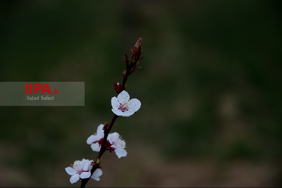 شکوفه های بهاری شهرکرد  