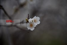 شکوفه های بهاری شهرکرد  