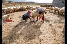   زندگی عشایر یکجانشین استان گلستان 