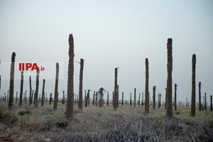 خشک شدن نخلستان های خوزستان