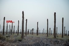   خشک شدن نخلستان های خوزستان