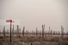   خشک شدن نخلستان های خوزستان