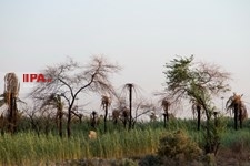   خشک شدن نخلستان های خوزستان