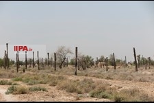   خشک شدن نخلستان های خوزستان