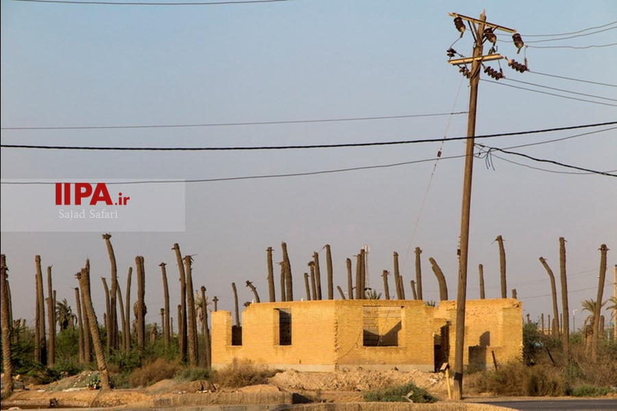   خشک شدن نخلستان های خوزستان