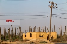   خشک شدن نخلستان های خوزستان