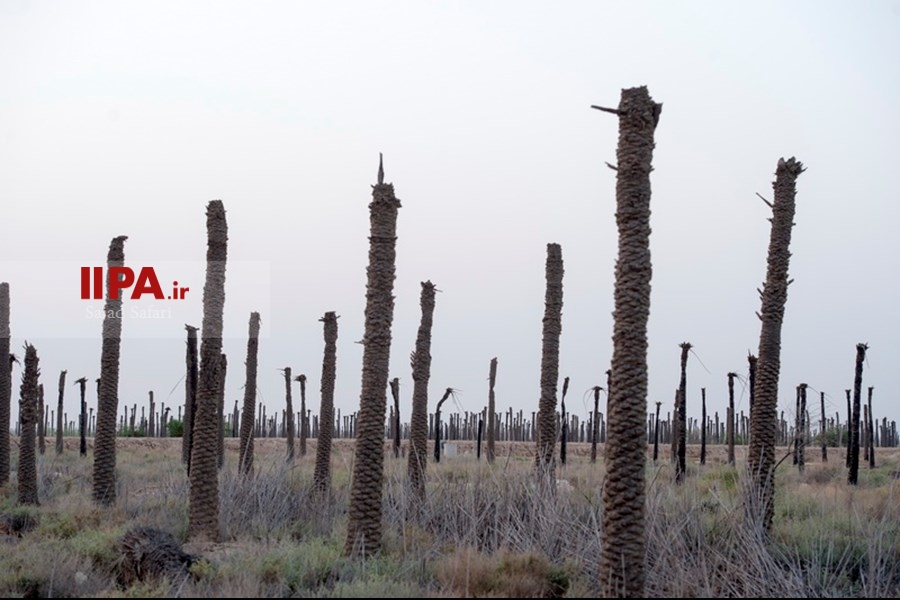   خشک شدن نخلستان های خوزستان