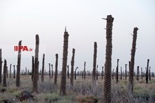   خشک شدن نخلستان های خوزستان