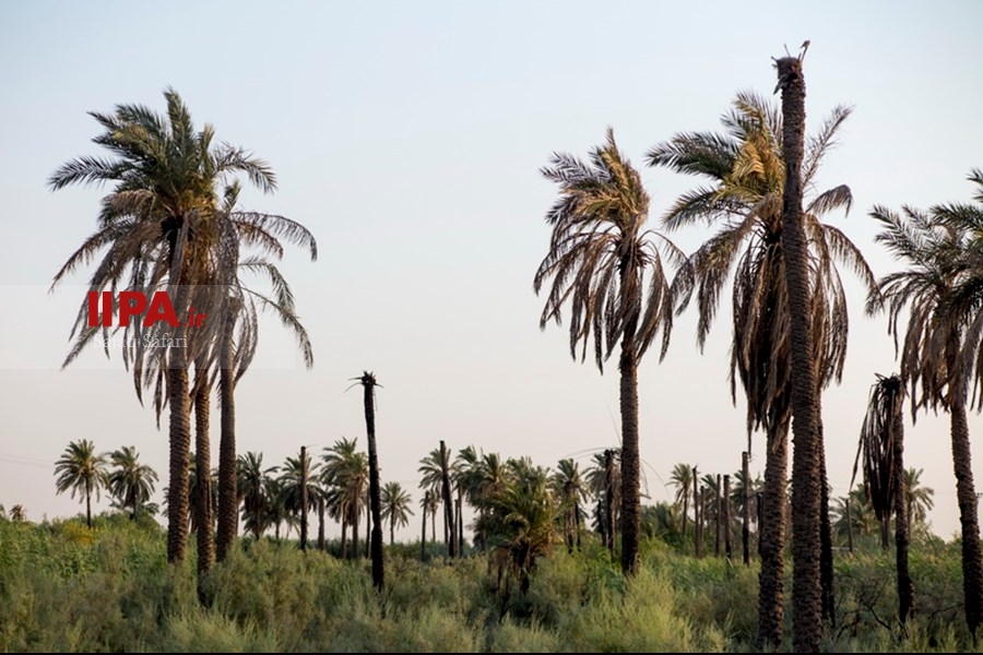   خشک شدن نخلستان های خوزستان