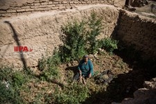   مو سپیدان تنها