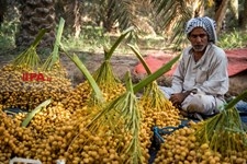   برداشت خرما از نخلستان های خوزستان