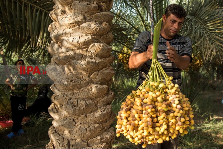   برداشت خرما از نخلستان های خوزستان
