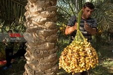   برداشت خرما از نخلستان های خوزستان