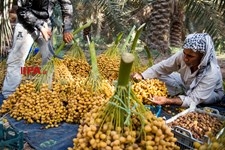   برداشت خرما از نخلستان های خوزستان