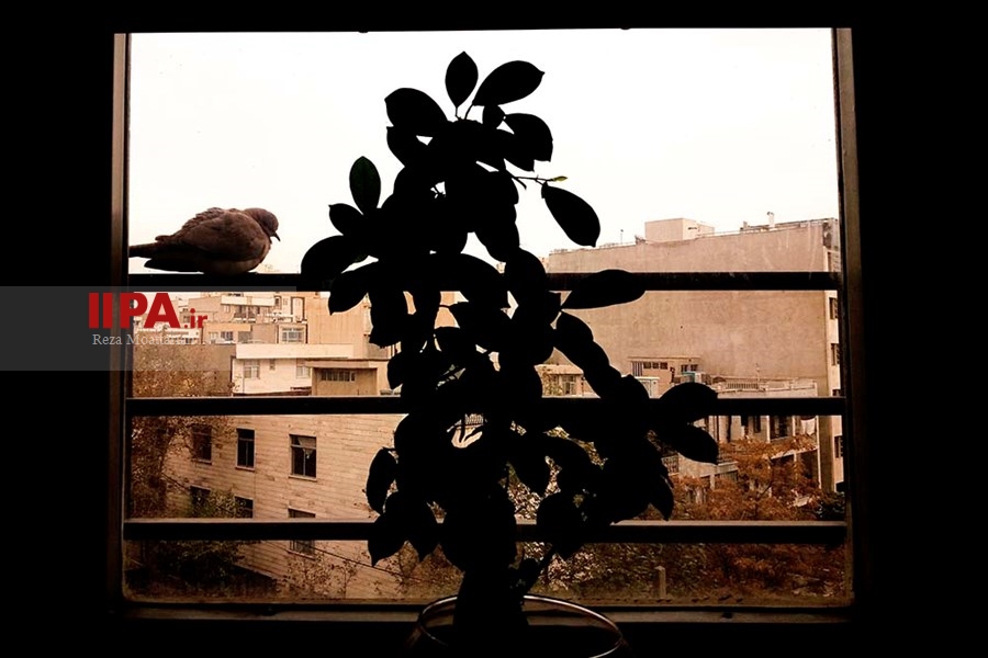   شهر زیر بال فرشتگان