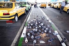   شهر زیر بال فرشتگان