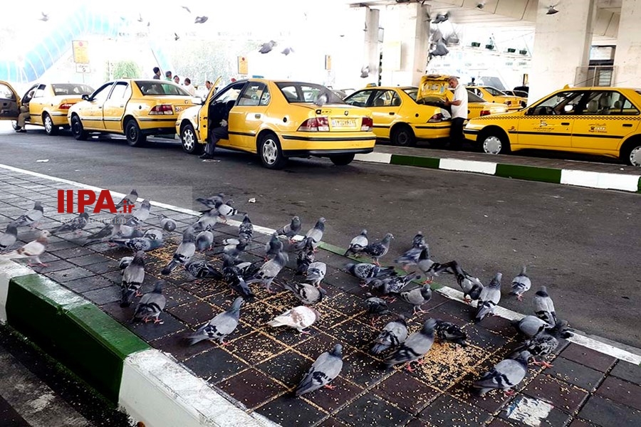  شهر زیر بال فرشتگان