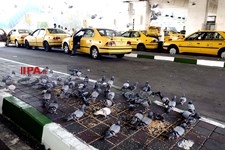   شهر زیر بال فرشتگان