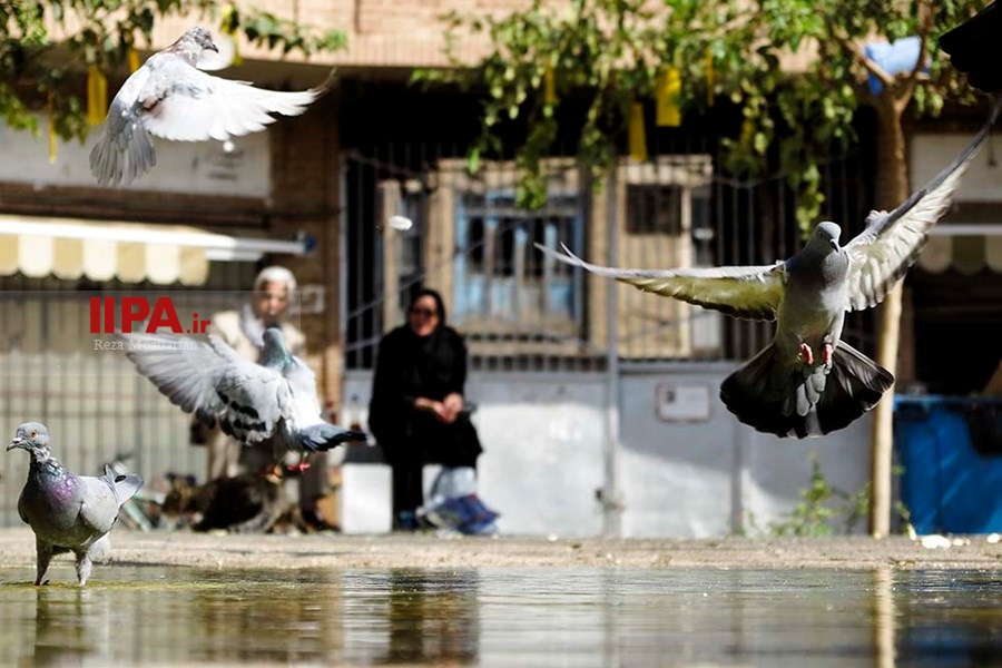   شهر زیر بال فرشتگان