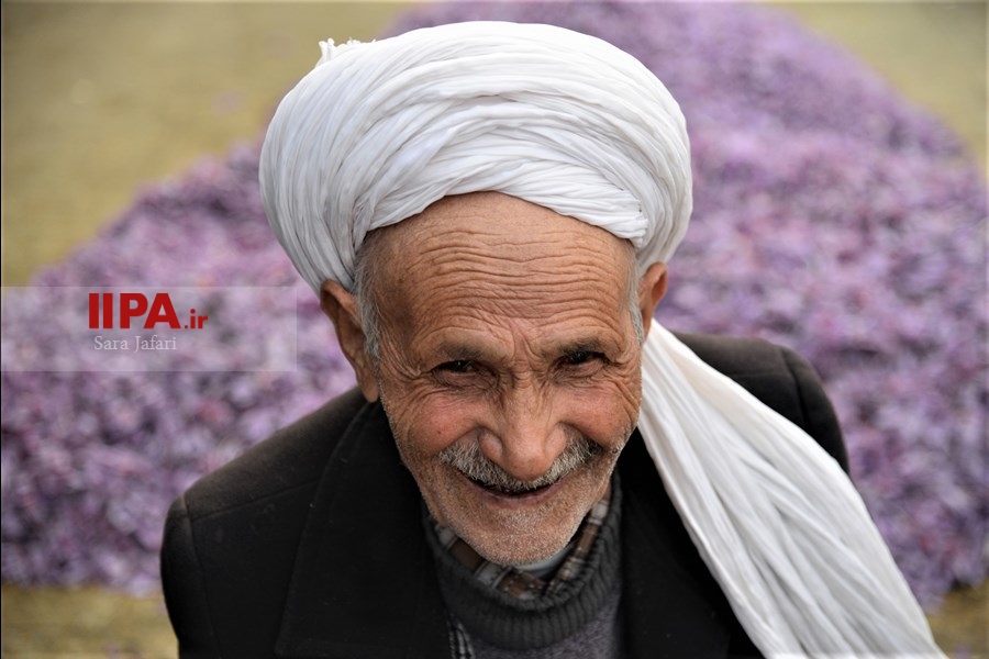   برداشت زعفران در تربت حیدریه 