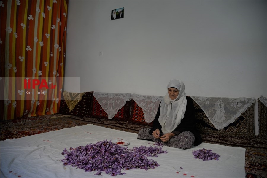   برداشت زعفران در تربت حیدریه 