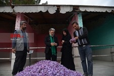   برداشت زعفران در تربت حیدریه 