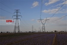  برداشت زعفران در تربت حیدریه 