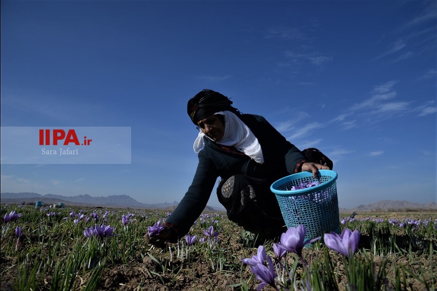   برداشت زعفران در تربت حیدریه 