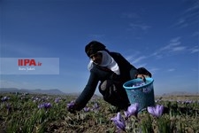   برداشت زعفران در تربت حیدریه 
